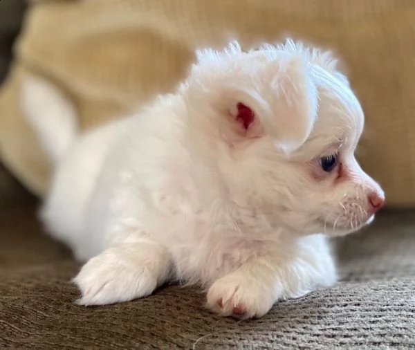 chihuahua toy mini | Foto 1