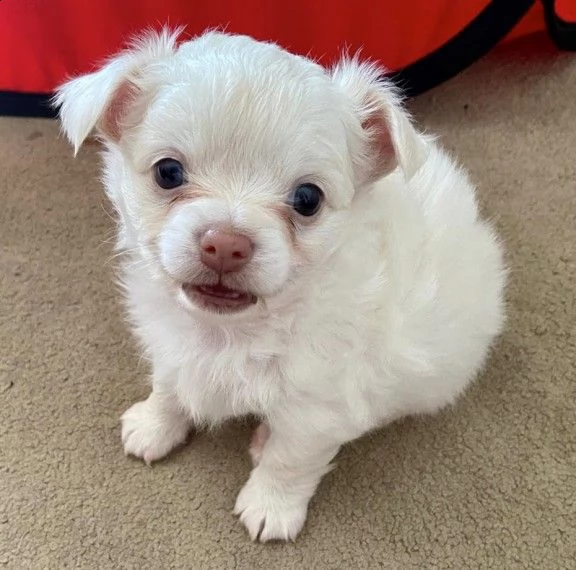 chihuahua toy mini | Foto 0