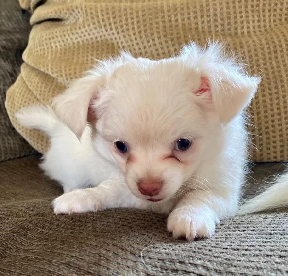 chihuahua toy mini