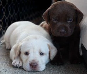 cuccioli di labrador retriever carino