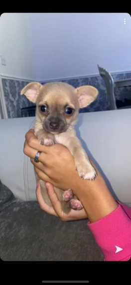 chihuahua toy | Foto 2
