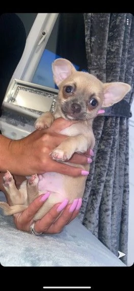 chihuahua toy | Foto 1