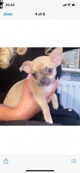 chihuahua toy | Foto 0