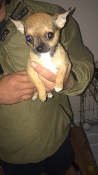 chihuahua toy