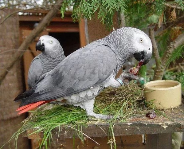 pappagalli cenerini in regalo