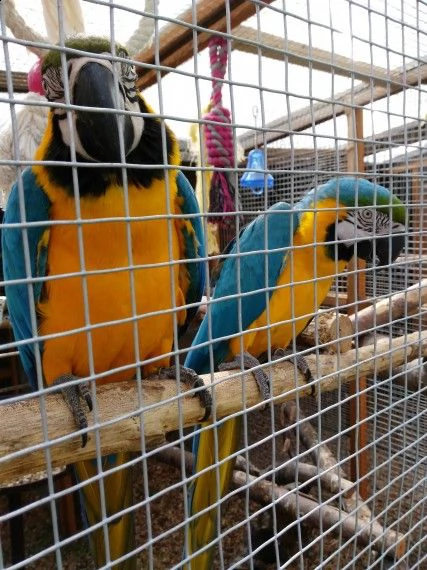 regalo pappagalli ara in cerca di nuove case