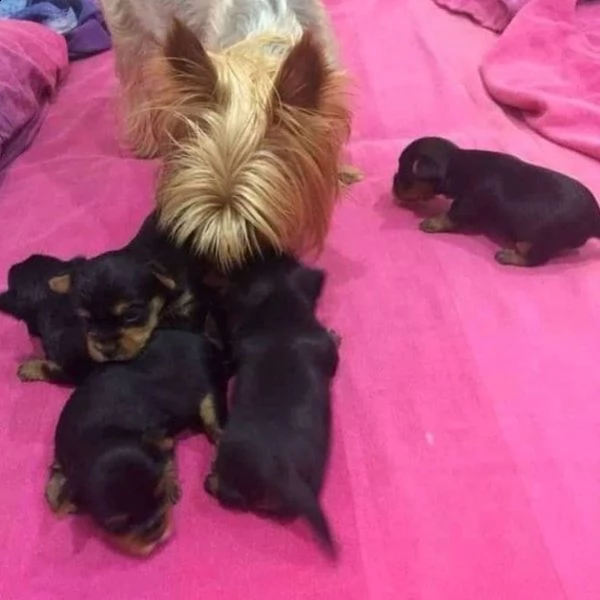  cuccioli di yorkshire