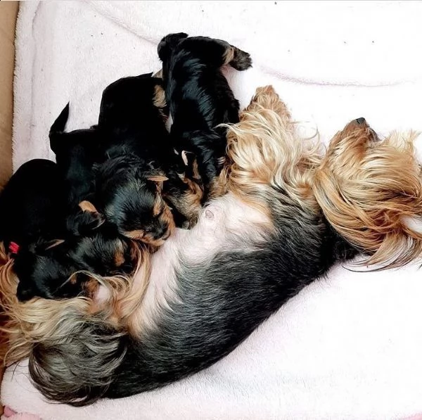  cuccioli di yorkshire | Foto 0