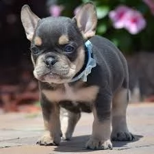 cuccioli di bulldog francese