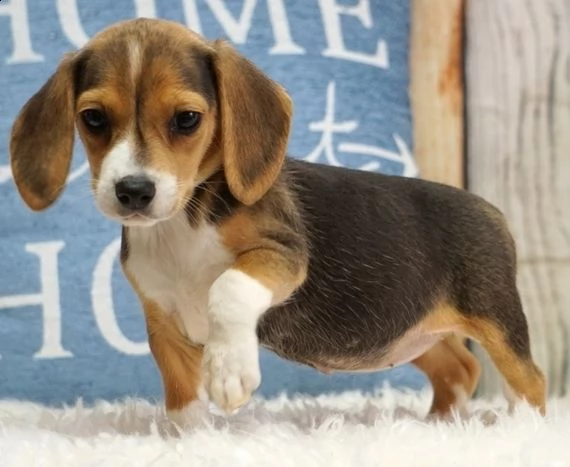  regalo beagle