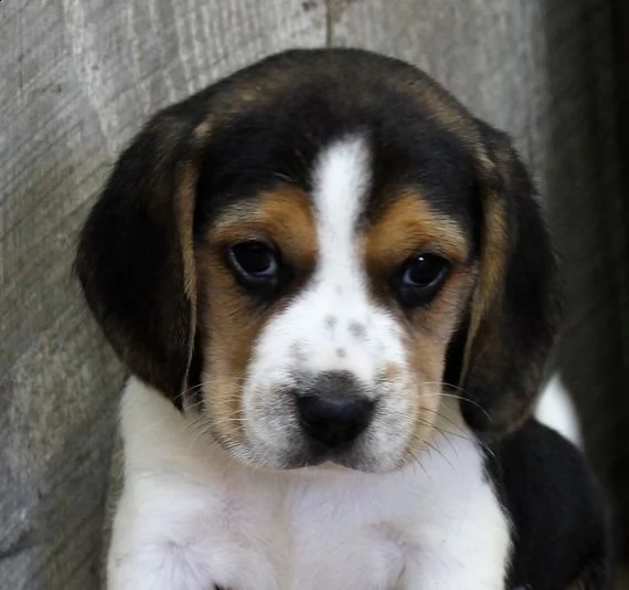  regalo beagle | Foto 0