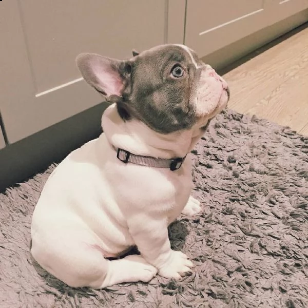 regalo bouledogue francese | Foto 0