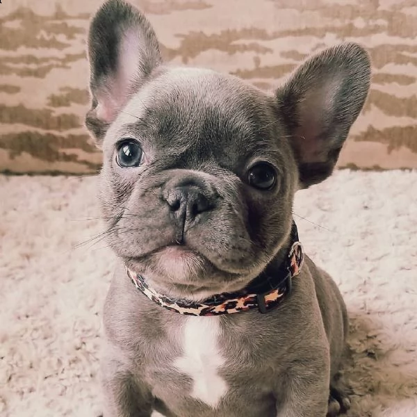 regalo bouledogue francese