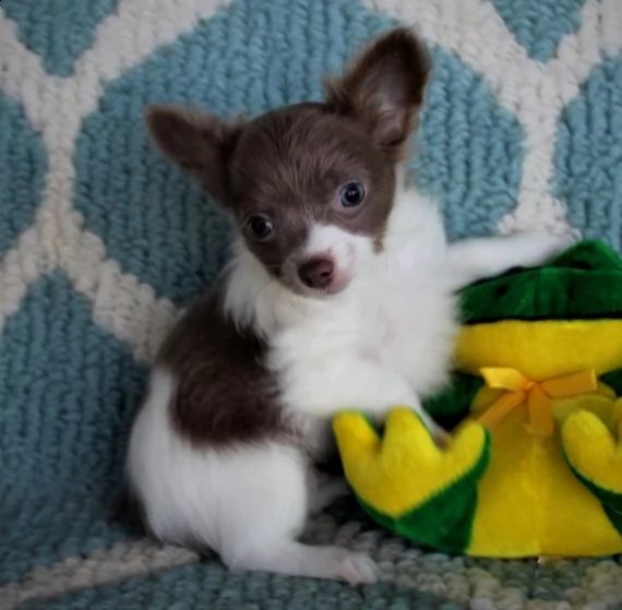    regalo cuccioli di chihuahua