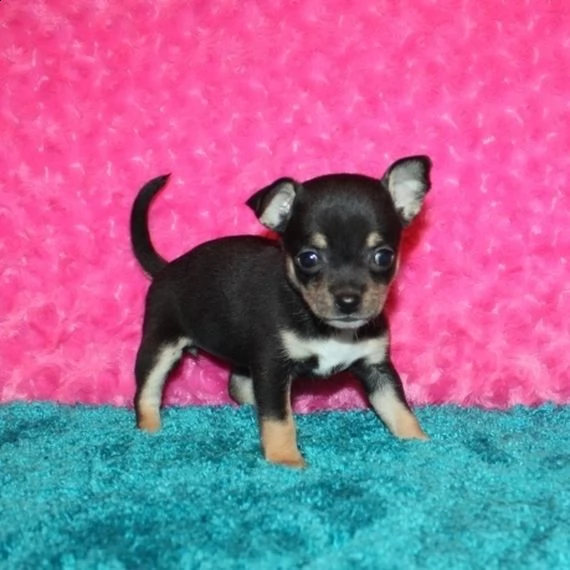    regalo cuccioli di chihuahua | Foto 0