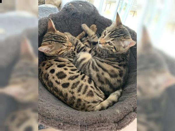 cuccioli bengala | Foto 2