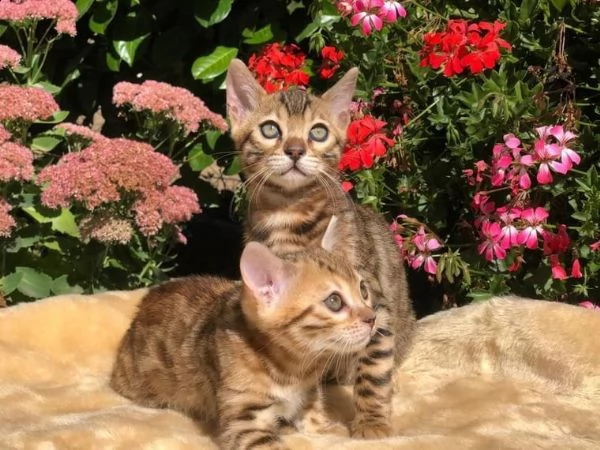 cuccioli bengala | Foto 1