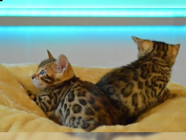 cuccioli bengala | Foto 0