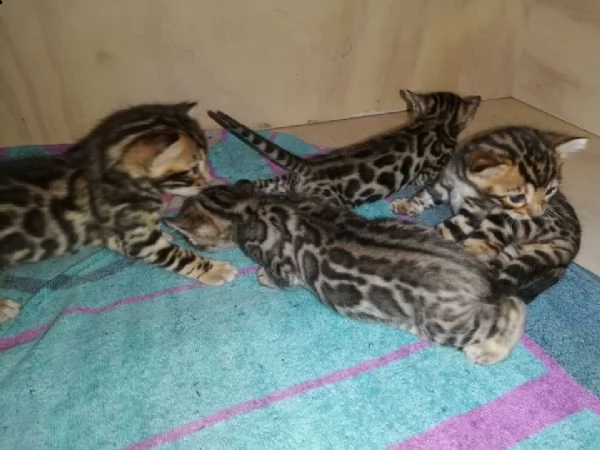 gatti bengala. | Foto 0