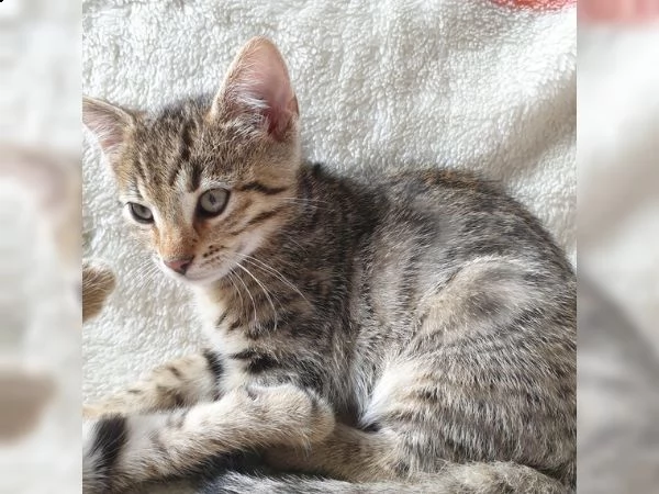 meravigliosi cuccioli di gatto del bengala | Foto 2