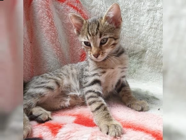 meravigliosi cuccioli di gatto del bengala | Foto 1