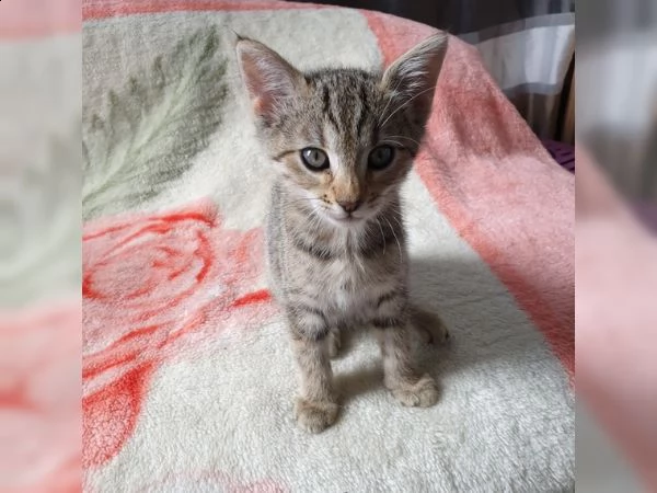 meravigliosi cuccioli di gatto del bengala