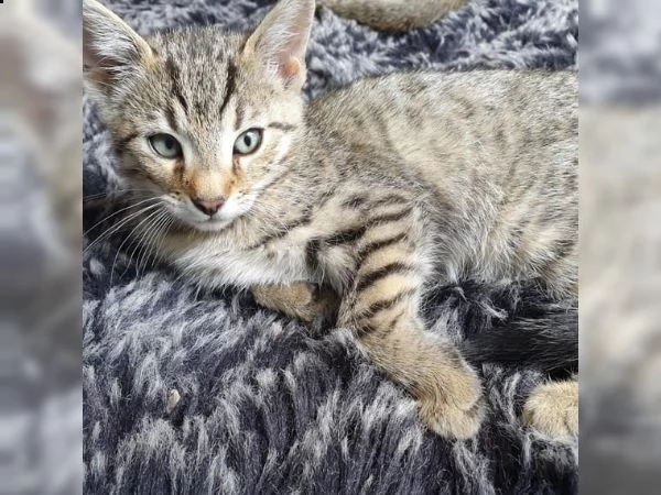 meravigliosi cuccioli di gatto del bengala | Foto 0