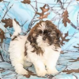 bellissima cucciola shitzu | Foto 0