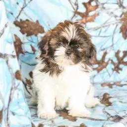 bellissima cucciola shitzu