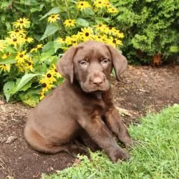 cucciolata disponibile di labrador retriver | Foto 0