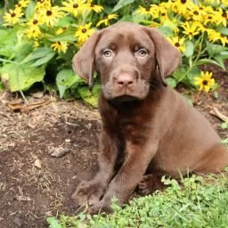 cucciolata disponibile di labrador retriver