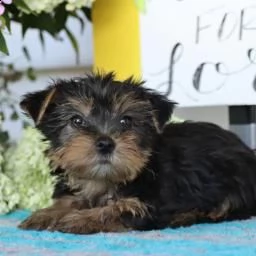 prenotabili cuccioli di yorkshire terrier | Foto 0