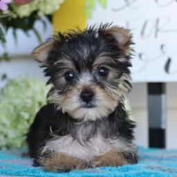 prenotabili cuccioli di yorkshire terrier