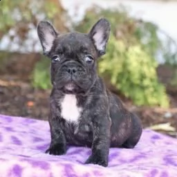 bellissimi cuccioli di bulldog francese