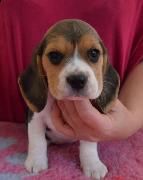 disponibili ultimi due cuccioli di beagle