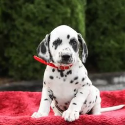 disponibili meravigliosi cuccioli di damalta