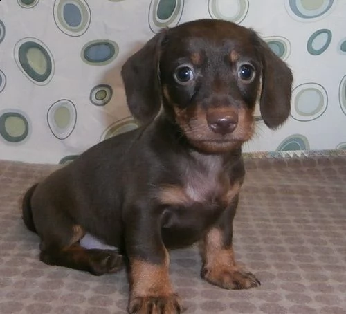  regalo adorabili cuccioli bassotto femminucce e maschietti disponibili