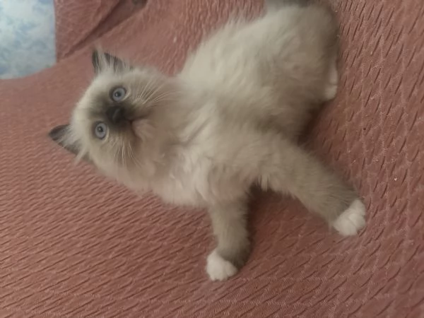 Cuccioli Ragdoll