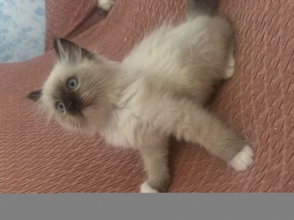 Cuccioli Ragdoll | Foto 1
