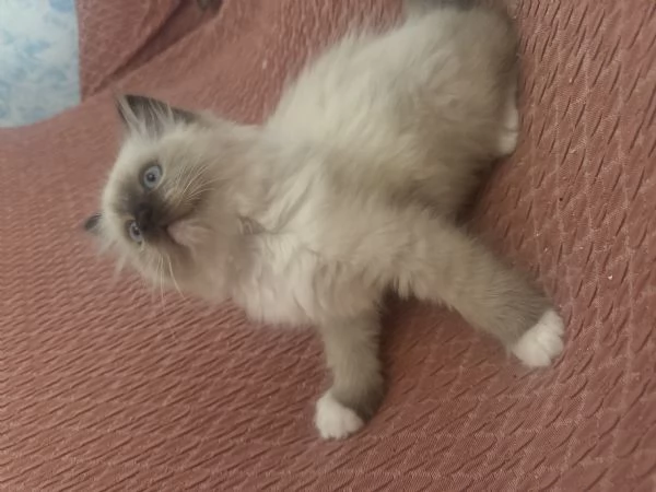 Cuccioli Ragdoll | Foto 0