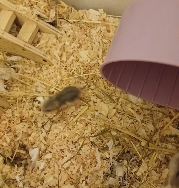 Cuccioli di criceto Winter White | Foto 2