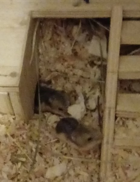 Cuccioli di criceto Winter White | Foto 1