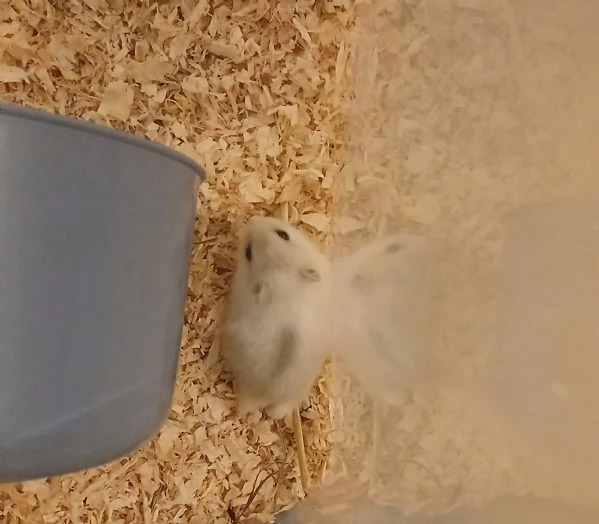 Cuccioli di criceto Winter White | Foto 0