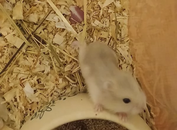 Cuccioli di criceto Winter White