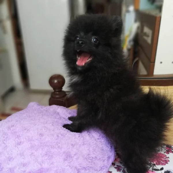 incontra il mio adorabile cucciolo