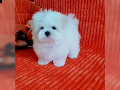 vendita cucciolo maltese cuccioli disponibili