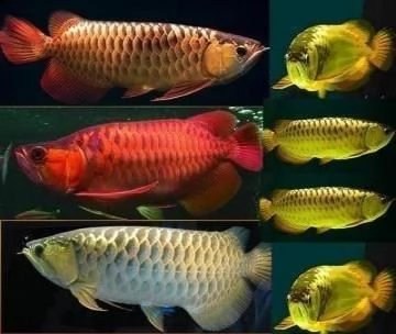  dolce acquario tropicale per pesci arowana qualità   abbiamo qualità pesci rossi e super acqua dolc