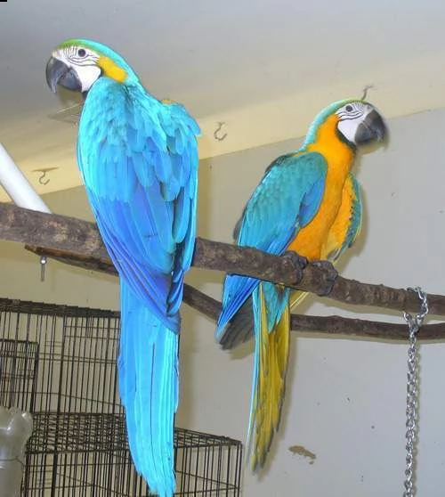  regalo blu e oro pappagalli ara in cerca di nuove case  disponibili allevati a mano in casa con pas