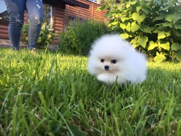 regalo pomeranian
