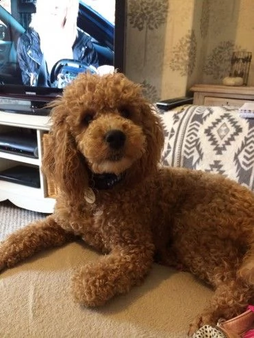  regalo barboncino cuccioli adorabili cuccioli di poodle standart femminucce e maschietti disponibil